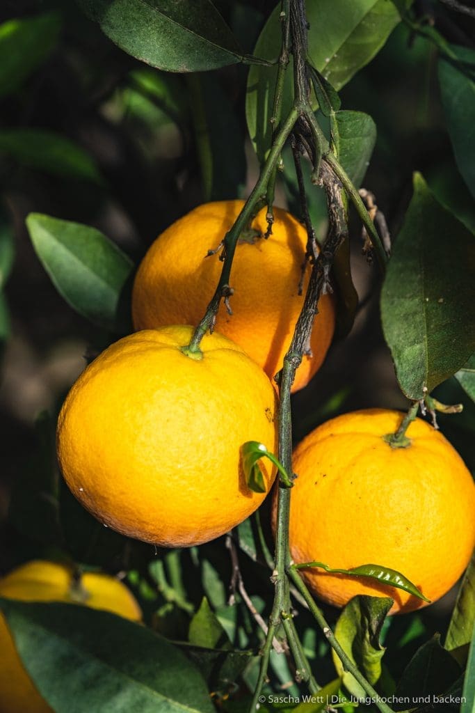 Orangen Mandelkuchen 10 | Jetzt sind wir gerade erst ein paar Tage wieder aus unserem kurzen Urlaub auf Gran Canaria zurück in Köln und schon stehen wir wieder in der Küche. In diesem Fall ich alleine. Der Grund dafür ist, dass ich zu Saschas Geburtstag, der genau in unseren Urlaub fiel, natürlich auch einen Geburtstagskuchen für ihn backen musste. Oder eher gesagt, wollte. Bei der Überlegung, was es für einen Kuchen geben wird, gab es verschiedene Punkte, die ich bedenken musste. Am Ende wurde es ein Orangen-Mandelkuchen.