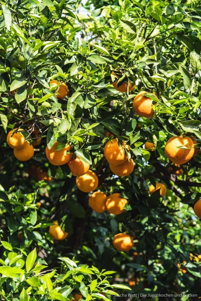 Orangen Mandelkuchen 11 | Jetzt sind wir gerade erst ein paar Tage wieder aus unserem kurzen Urlaub auf Gran Canaria zurück in Köln und schon stehen wir wieder in der Küche. In diesem Fall ich alleine. Der Grund dafür ist, dass ich zu Saschas Geburtstag, der genau in unseren Urlaub fiel, natürlich auch einen Geburtstagskuchen für ihn backen musste. Oder eher gesagt, wollte. Bei der Überlegung, was es für einen Kuchen geben wird, gab es verschiedene Punkte, die ich bedenken musste. Am Ende wurde es ein Orangen-Mandelkuchen.