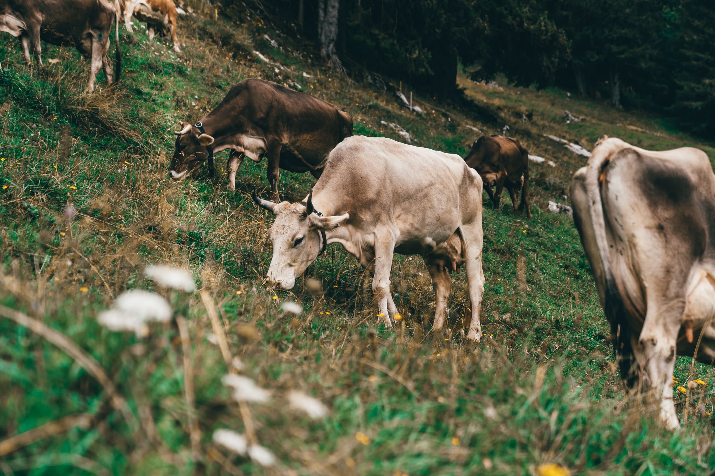 Ama Voralberg 89 | Wir lieben Käse! Ihr doch auch, oder?! Dann haben wir eine Menge spannender Infos für euch, denn wir haben uns im August, Dank der AMA, auf den Weg nach Vorarlberg gemacht. Dort haben wir die Alpwirtschaft aus nächster Nähe betrachtet und konnten uns überzeugen, wie viel Tradition dort noch gelebt wird. Egal ob auf der Alpe hoch in den Bergen oder im Tal, die Sennerinnen und Senner leben für den Vorarlberger Bergkäse g.U.! Was genau hinter der Alpwirtschaft in Österreich steckt, davon berichten wir in diesem Magazinbeitrag.