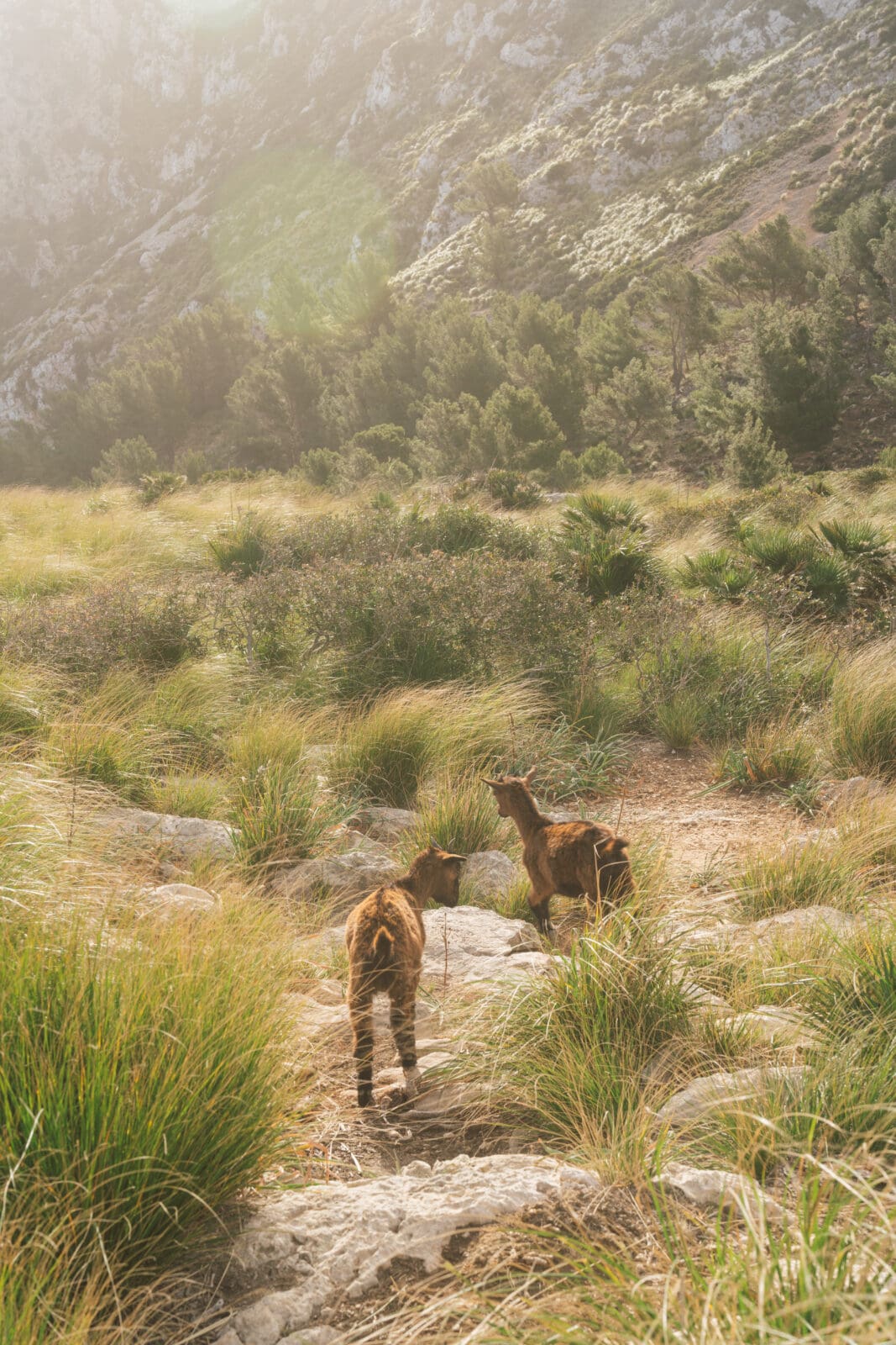 Mallorca Nebensaison: Euer Guide für das echte Mallorca abseits der Massen 58 Malle 4 | Die Mallorca Nebensaison ist so viel mehr als nur Ballermann, Schinkenstraße und Party-Tourismus! Wie ist das bei euch? Habt ihr bei Mallorca auch zuerst die überfüllten Strände und lauten Bars im Kopf? Dann lasst euch von uns auf eine Reise mitnehmen, die euer Bild von der Lieblingsinsel der Deutschen komplett verändern wird. Wir waren nun schon mehrfach dort und haben bei jedem Besuch tiefere Einblicke in die echte und authentische Seite dieser fantastischen Insel bekommen. Und ganz wichtig: Wir reisen immer in der Mallorca Nebensaison! Das ist der Schlüssel, um die versteckten Schätze wirklich zu erleben. Wir zeigen euch unsere persönlichen Geheimtipps für Restaurants, charmante Orte und einzigartige Läden fernab vom Trubel. Jetzt geht's also los mit jeder Menge Genuss und vielen tollen Erlebnissen.