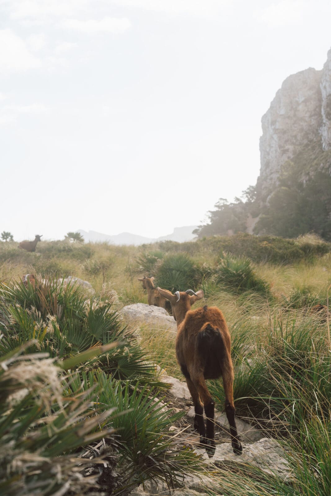 Mallorca Nebensaison: Euer Guide für das echte Mallorca abseits der Massen 57 Malle 5 | Die Mallorca Nebensaison ist so viel mehr als nur Ballermann, Schinkenstraße und Party-Tourismus! Wie ist das bei euch? Habt ihr bei Mallorca auch zuerst die überfüllten Strände und lauten Bars im Kopf? Dann lasst euch von uns auf eine Reise mitnehmen, die euer Bild von der Lieblingsinsel der Deutschen komplett verändern wird. Wir waren nun schon mehrfach dort und haben bei jedem Besuch tiefere Einblicke in die echte und authentische Seite dieser fantastischen Insel bekommen. Und ganz wichtig: Wir reisen immer in der Mallorca Nebensaison! Das ist der Schlüssel, um die versteckten Schätze wirklich zu erleben. Wir zeigen euch unsere persönlichen Geheimtipps für Restaurants, charmante Orte und einzigartige Läden fernab vom Trubel. Jetzt geht's also los mit jeder Menge Genuss und vielen tollen Erlebnissen.