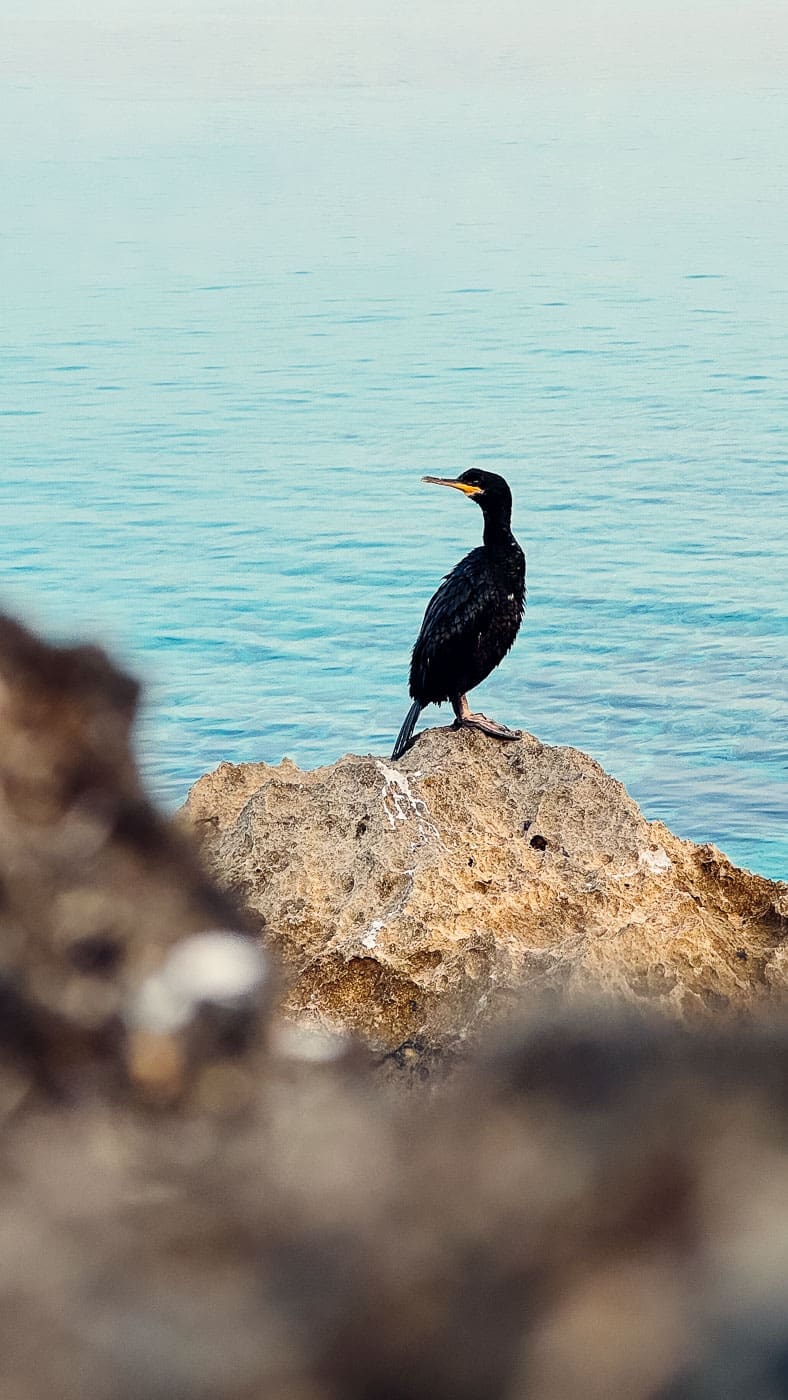 Mallorca Nebensaison: Euer Guide für das echte Mallorca abseits der Massen 73 Mallorca2024 115 | Die Mallorca Nebensaison ist so viel mehr als nur Ballermann, Schinkenstraße und Party-Tourismus! Wie ist das bei euch? Habt ihr bei Mallorca auch zuerst die überfüllten Strände und lauten Bars im Kopf? Dann lasst euch von uns auf eine Reise mitnehmen, die euer Bild von der Lieblingsinsel der Deutschen komplett verändern wird. Wir waren nun schon mehrfach dort und haben bei jedem Besuch tiefere Einblicke in die echte und authentische Seite dieser fantastischen Insel bekommen. Und ganz wichtig: Wir reisen immer in der Mallorca Nebensaison! Das ist der Schlüssel, um die versteckten Schätze wirklich zu erleben. Wir zeigen euch unsere persönlichen Geheimtipps für Restaurants, charmante Orte und einzigartige Läden fernab vom Trubel. Jetzt geht's also los mit jeder Menge Genuss und vielen tollen Erlebnissen.